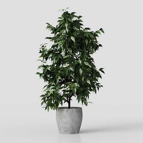 Realistic Indoor Potted Plant 3D model