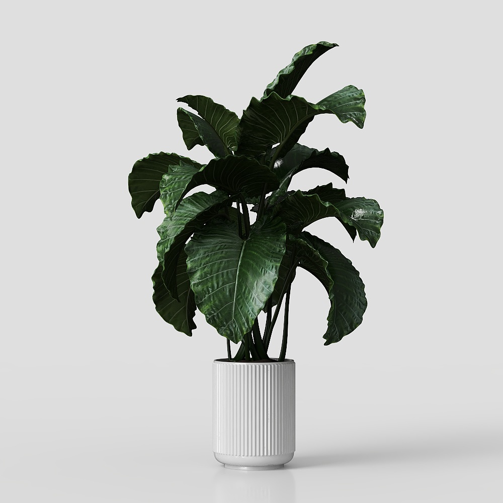 ฟาแลนอปซิส