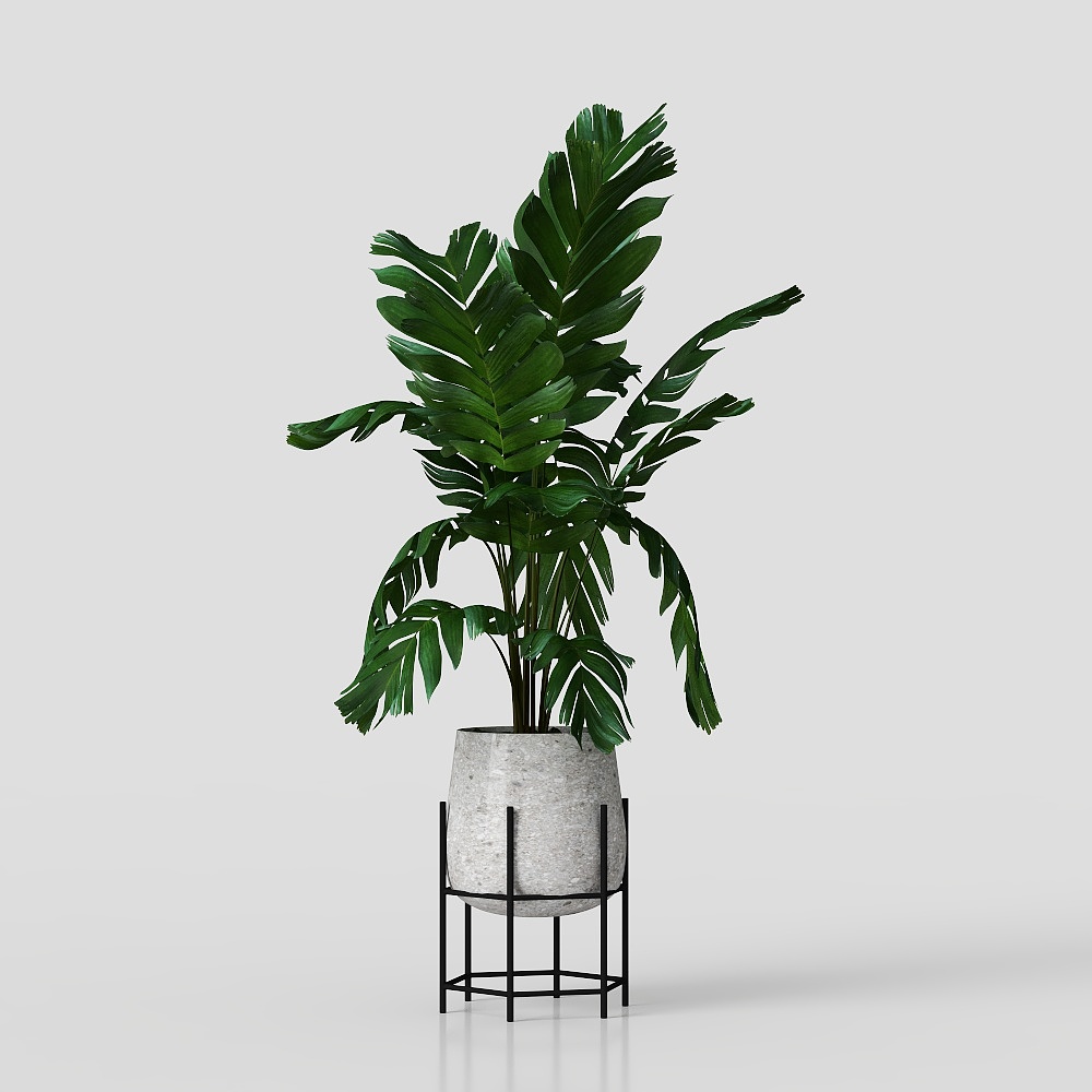 มอนสเตอร่า เดลิโซซ่า