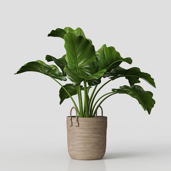 Monstera deliciosa