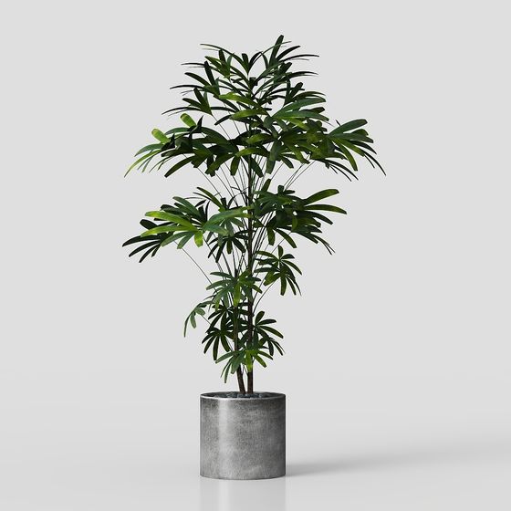 Tropical Potted Plant 3D Model