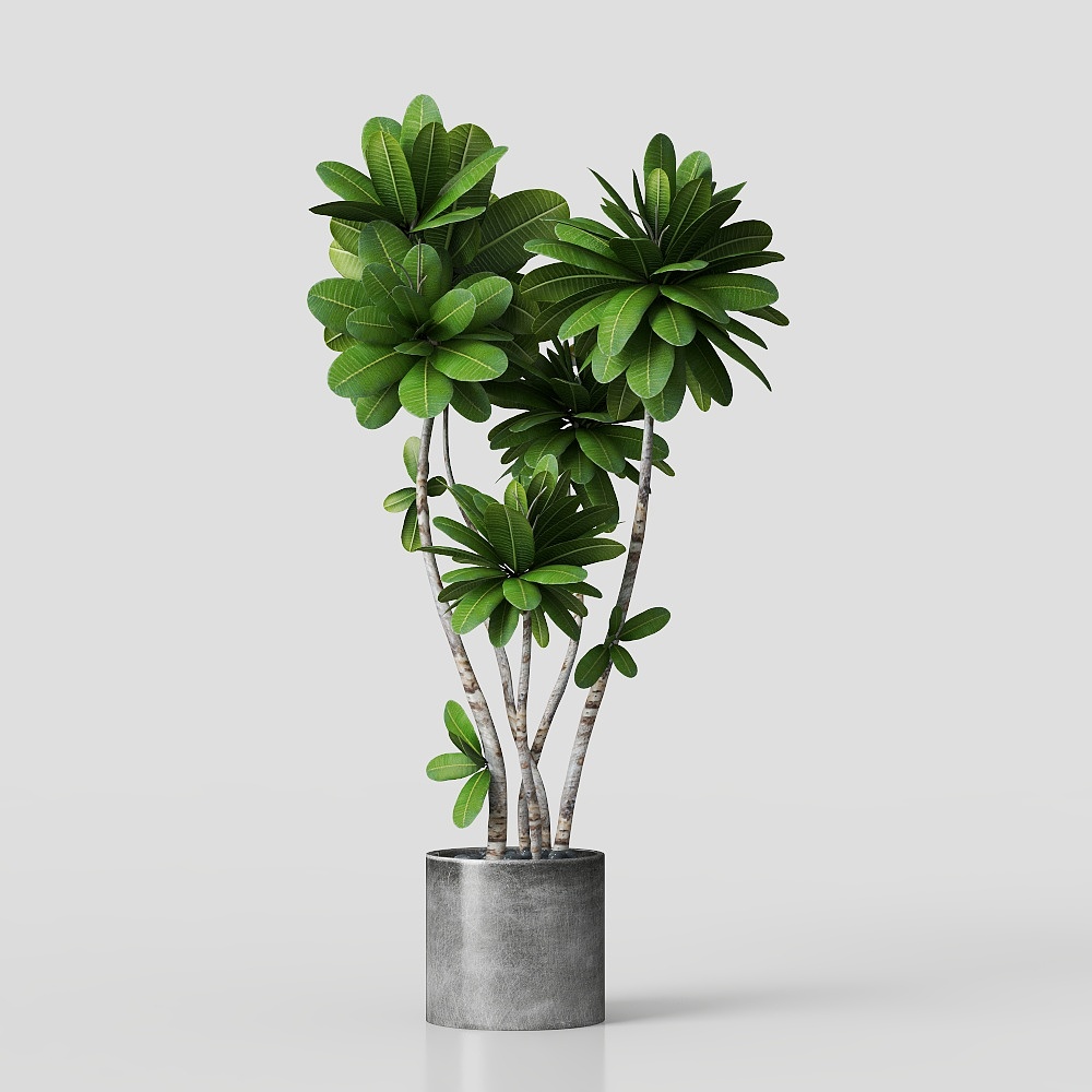 Tropical Style Potted Plant 3D Model